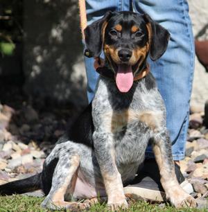 Skip, Beagle / Australian Cattle Dog / Blue Heeler, puppy, available for adoption