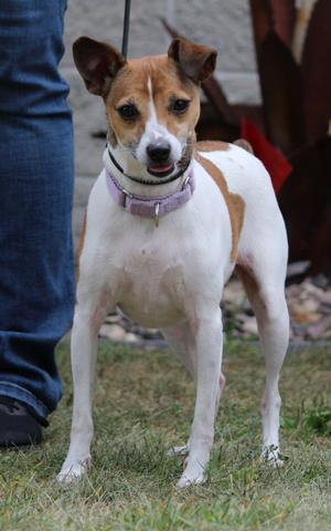 Ruby, Rat Terrier / Jack Russell Terrier, adult, available for adoption