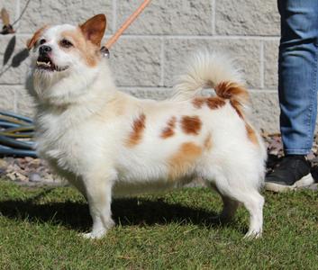 Gizmo, Mixed Breed, adult, available for adoption