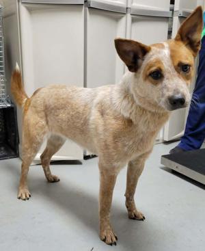 Ivy, Australian Cattle Dog / Blue Heeler, young, available for adoption