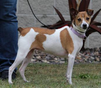 Ruby, Jack Russell Terrier / Rat Terrier, adult, available for adoption