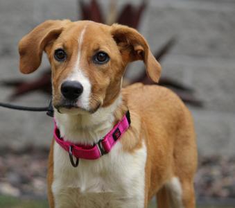 Heidi, Mixed Breed, puppy, available for adoption