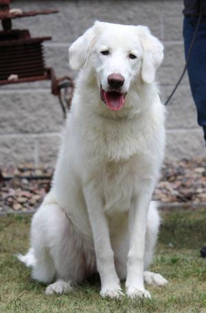Maggie, Great Pyrenees / Anatolian Shepherd, young, available for adoption