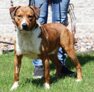 Cisco, Mixed Breed, young, available for adoption