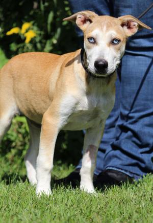 Millie, Siberian Husky, puppy, available for adoption