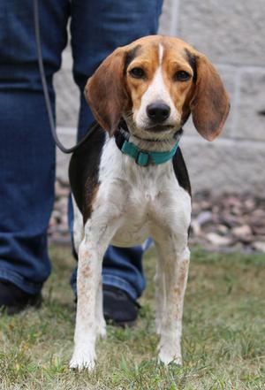 Dixie, Beagle, adult, available for adoption