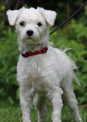 Milo, Maltese / Poodle, young, available for adoption