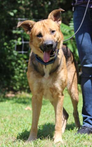 Ollie, German Shepherd Dog, adult, available for adoption