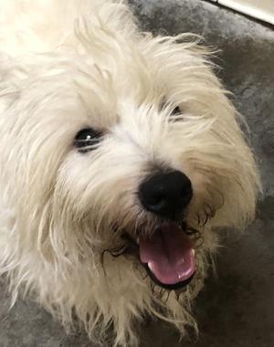 Royal, Mixed Breed, adult, available for adoption