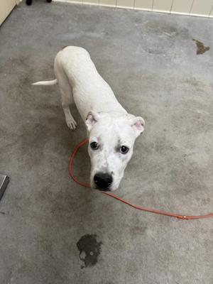 A white dog with a black nose and dark eyes is standing on a concrete floor, holding a red leash in its mouth. The dog has a short coat and appears to be looking directly at the camera. The background includes a tiled wall and a few scattered objects on the floor.