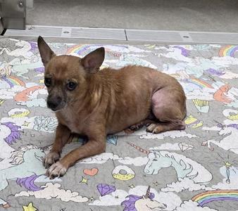 Cooper, Chihuahua, senior, available for adoption