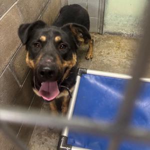 Duke, Shepherd, German, adult, available for adoption
