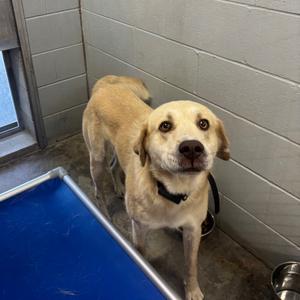 Clay, Retriever, Yellow Labrador, adult, available for adoption