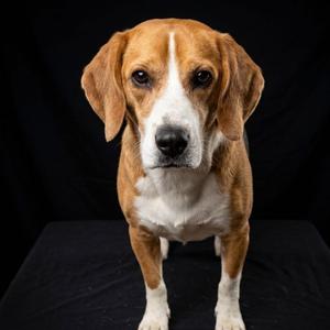 Petey, Hound, adult, available for adoption