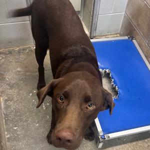 Miller, Retriever, Chocolate Labrador, adult, available for adoption
