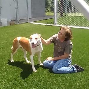 Hercules, Collie, Border, adult, available for adoption