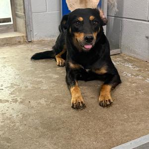 Rocky, Kelpie, Australian, adult, available for adoption