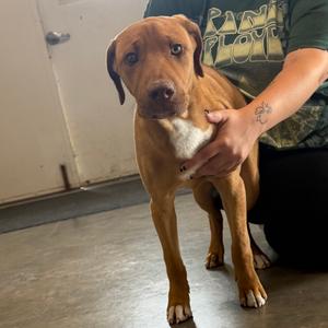 Chance, Retriever, Yellow Labrador, puppy, available for adoption