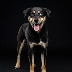 A photographic portrait of a medium-sized dog with a black and tan coat, standing against a dark background, showing its tongue, with heterochromia (eyes of different colors).