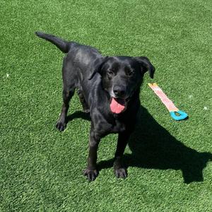 Frank, Retriever, Black Labrador, adult, available for adoption