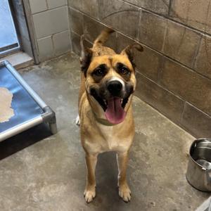 A brown and black dog with a happy expression, standing in a concrete room with a metal bowl and a bed in the background.