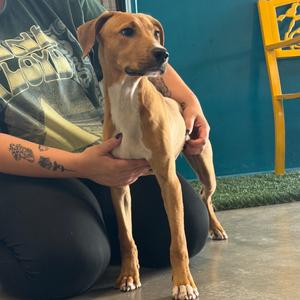 Bailey, Retriever, Yellow Labrador, puppy, available for adoption