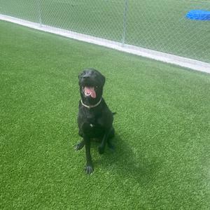 A black dog sitting on green artificial turf with a chain-link fence in the background.