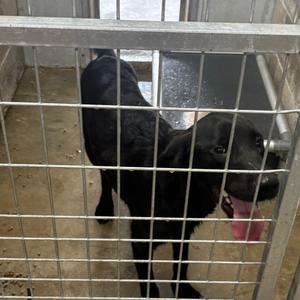 Burt, Retriever, Black Labrador, adult, available for adoption