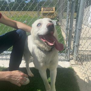 Teddy, Husky, adult, available for adoption