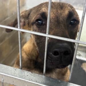 Ernie, Shepherd, German, adult, available for adoption