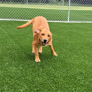 A brown dog standing on artificial grass in a fenced area