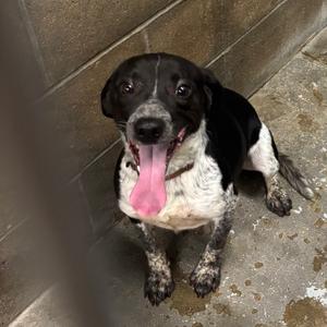 A black and white dog with a pink tongue sticking out, sitting on a concrete floor.