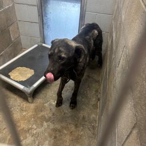 A black dog with a brindle pattern standing in a kennel, licking its nose.