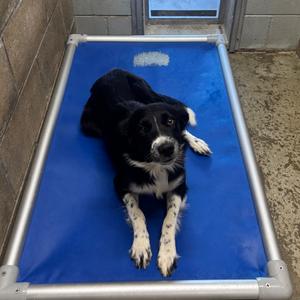 Janey, Collie, Border, adult, available for adoption