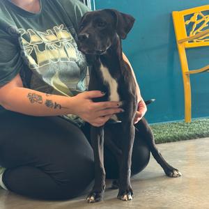 Oreo, Retriever, Black Labrador, puppy, available for adoption