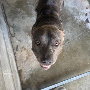 a brown dog looking up at the camera