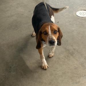A beagle dog standing on a concrete floor, looking directly at the camera with its ears drooping and tail raised.