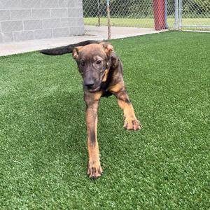 A brown and black puppy with floppy ears standing on green artificial grass, looking towards the camera.