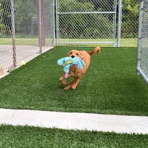 Mavis, Shepherd, adult, available for adoption