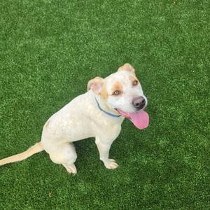 Lola, Terrier, Pit Bull, adult, available for adoption