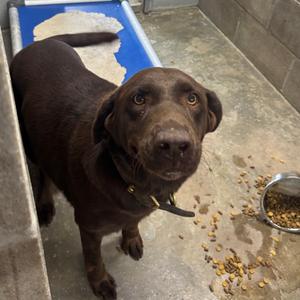 Raven, Retriever, Chocolate Labrador, adult, available for adoption