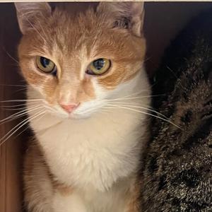 Doris, adult, available for adoption