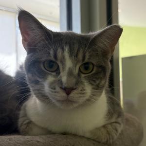 Dioetta, adult, available for adoption