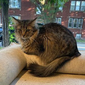 Broomstick, adult, available for adoption