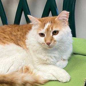 Fischer Price, adult, available for adoption