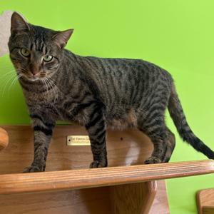 A tabby cat stands on a wooden shelf with a bright green wall in the background.