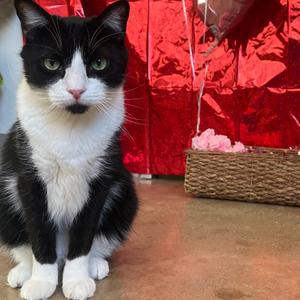 Gorgonzola, adult, available for adoption