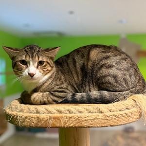 A tabby cat is lying on a round, carpeted surface on top of a wooden post.