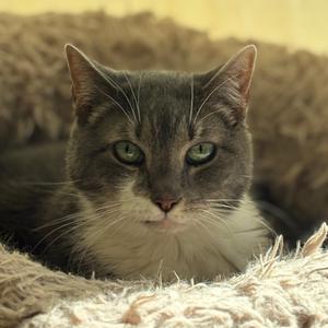 Guinan, senior, available for adoption