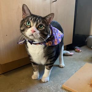 Garlic Knot, adult, available for adoption